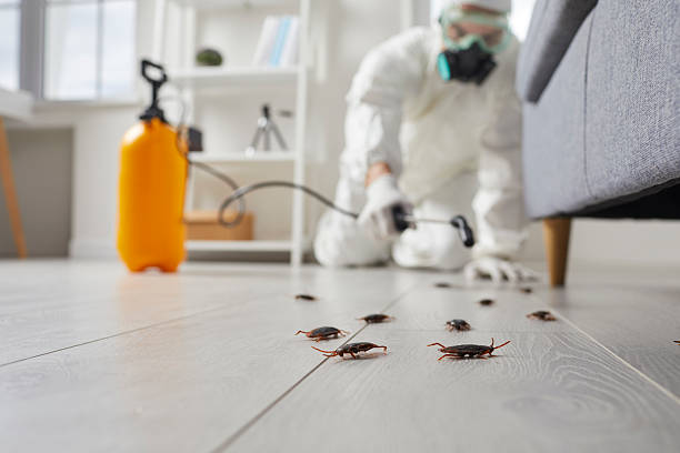 Commercial Rodent Management in Commerce